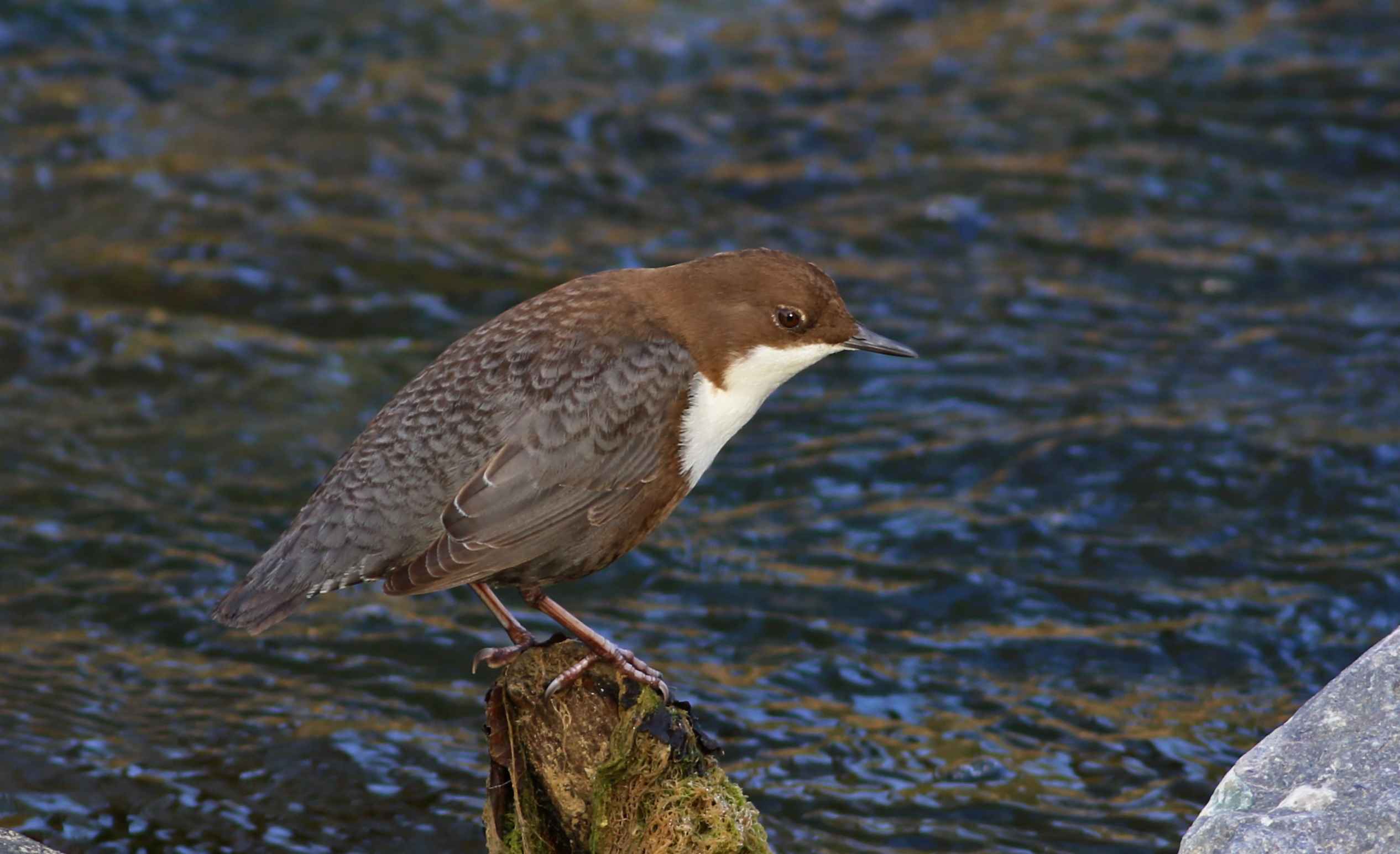 White-throated Dipper